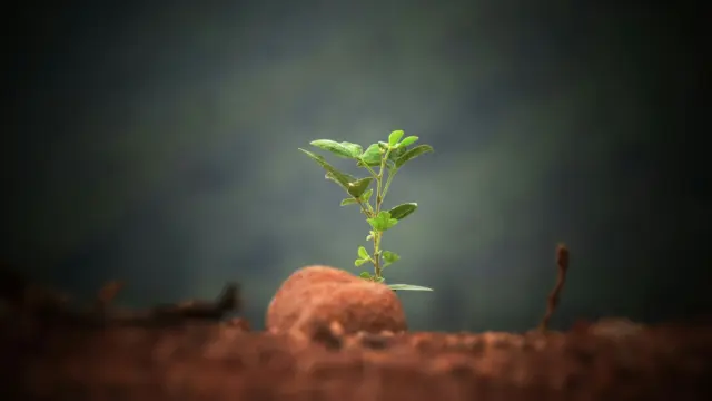 A small seedling sprouting in soil, symbolizing patience and trusting the process when a goal is not manifesting.
