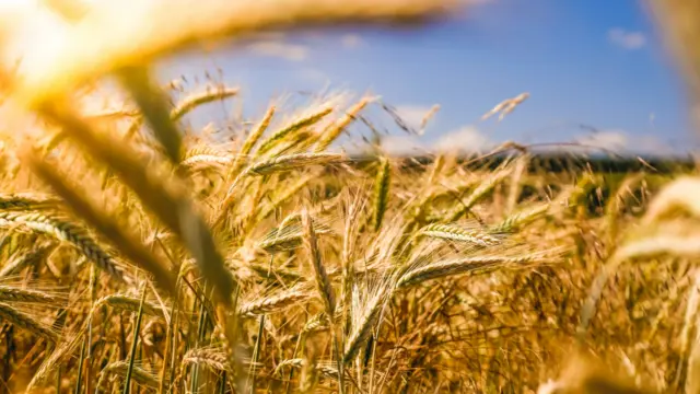 Golden wheat field glowing in sunlight, symbolizing abundance and prosperity.